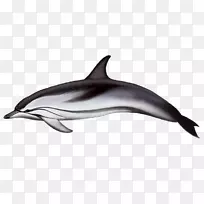 旋转海豚普通宽吻海豚条纹海豚短喙普通海豚粗齿海豚鱼鳍