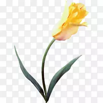 郁金香：一朵让男人疯狂的花瓣的故事-郁金香黄花