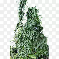 常春藤植物摄影-植物