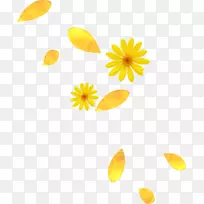 花瓣黄花