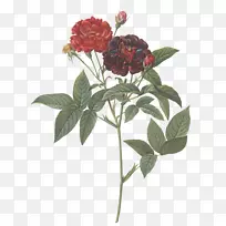 “玫瑰之花之书”：巴黎，1817-1824