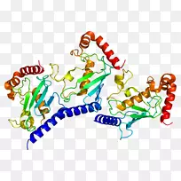 UBE2G2蛋白泛素激活酶基因泛素结合酶