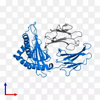 人白细胞抗原hla-b hla-dm mhcⅡ类肽人白细胞抗原