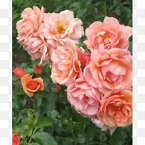 花卉花园玫瑰卷心菜玫瑰纪念玫瑰植物