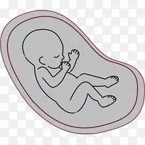 人胚胎发生-胚胎剪贴术-妊娠