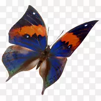 毛茸茸的蝴蝶，飞蛾蝴蝶，微软的天蓝色蝴蝶