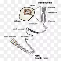 dna染色体细胞分裂基因-染色体