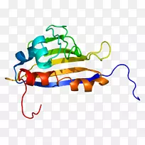 热休克蛋白HSP 90糖浆蛋白细胞α羟基酸