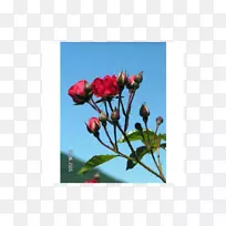 花瓣玫瑰科芽植物茎草本植物-玫瑰