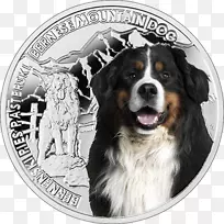 伯恩斯山犬养殖瑞士山犬硬币-伯恩塞山犬