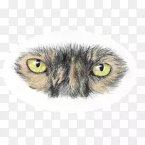 猫须猫家养短毛猫