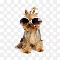 约克郡猎犬太阳镜拉布拉多猎犬摄影.太阳镜