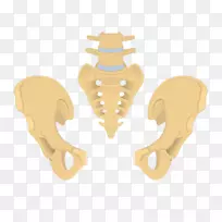 髋骨尾骨骶骨骨盆