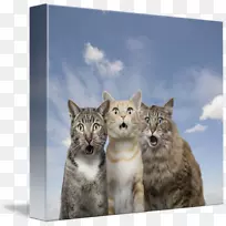 小胡子猫野猫猫