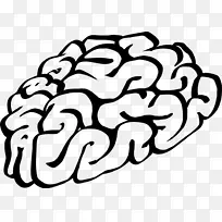 人脑绘图脑功能偏侧化