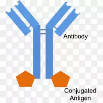 抗体表位片段抗原结合b细胞单克隆抗体的制备