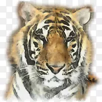 虎须猫鼻毛虎
