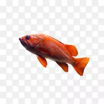 普通金鱼望远镜水族馆-水中的鱼