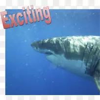 大白鲨潜水虎鲨-令人兴奋