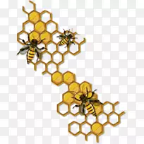 蜜蜂画蜂巢昆虫-西方蜜蜂