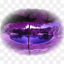 自然景观紫罗兰色