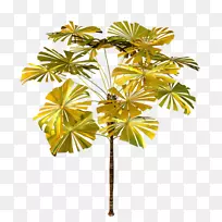 亚洲棕榈槟榔科植物剪贴画树
