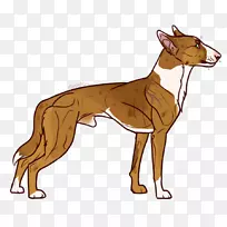 西班牙灰狗潜伏意大利灰狗鞭犬猎犬