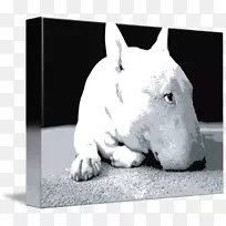 小型公牛猎犬品种斯塔福德郡公牛猎犬帆布版画
