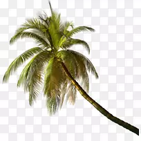 槟榔科植物椰子叶树