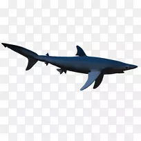 方形鲨鱼-三维空间灵芝鱼-鱼