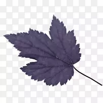 枫叶剪贴画