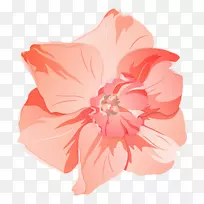 芙蓉粉红色m科草本植物-保罗w的安德森