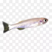 沙丁鱼产品卡普林汤匙引诱油性鱼类斑马鱼