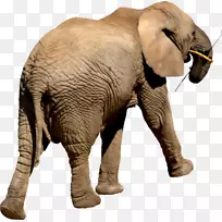 印度象非洲象牙手绘小象