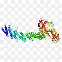 rbx 1基因1蛋白结合蛋白泛素连接酶-蛋白s