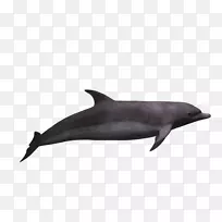 普通宽吻海豚图库溪短喙普通海豚全口粗齿海豚3d