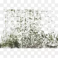 非洲数字图像-苔藓