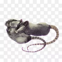 猫毛鼻子-猫