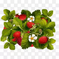 野草莓剪贴画-草莓