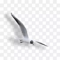 大白头海鸥夹艺术-盖兹·查卡