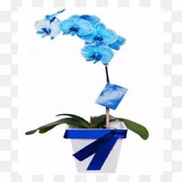 蛾兰切花蓝蝴蝶兰