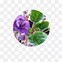 花盆紫草科花卉