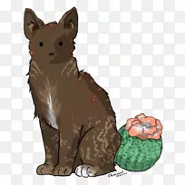 胡须仙人掌猫红狐猫