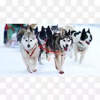 杰克逊湖畔萨默斯酒店冬季犬种群