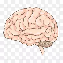 大脑AGY脊髓-脑