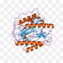 氨基肽酶Metap1蛋氨酸酶蛋白