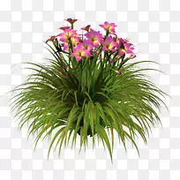 花卉设计花盆切花草室内植物设计