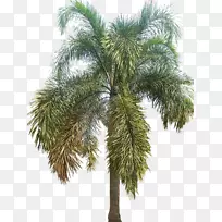 亚洲棕榈属(Palmyra Palm Wodyetia)槟榔科乔木(Babassu-hyophorbe Lagenicaulis)