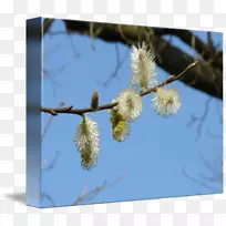 小枝砧木摄影植物茎花-花