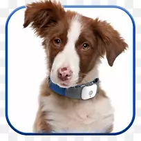 解码您的狗：解释常见的狗行为和如何防止或改变不想要的宠物约翰西里巴西小狗-狗。